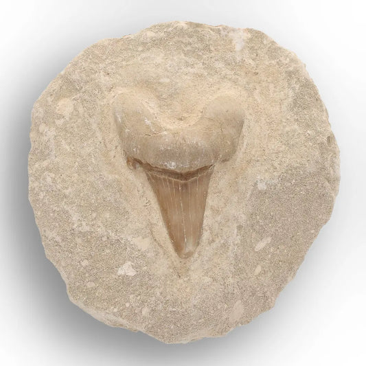 Get your Collector’s Otodus Obliquus Shark Tooth Fossil on Matrix – Morocco online now or in store at Forever Gems in Franschhoek, South Africa