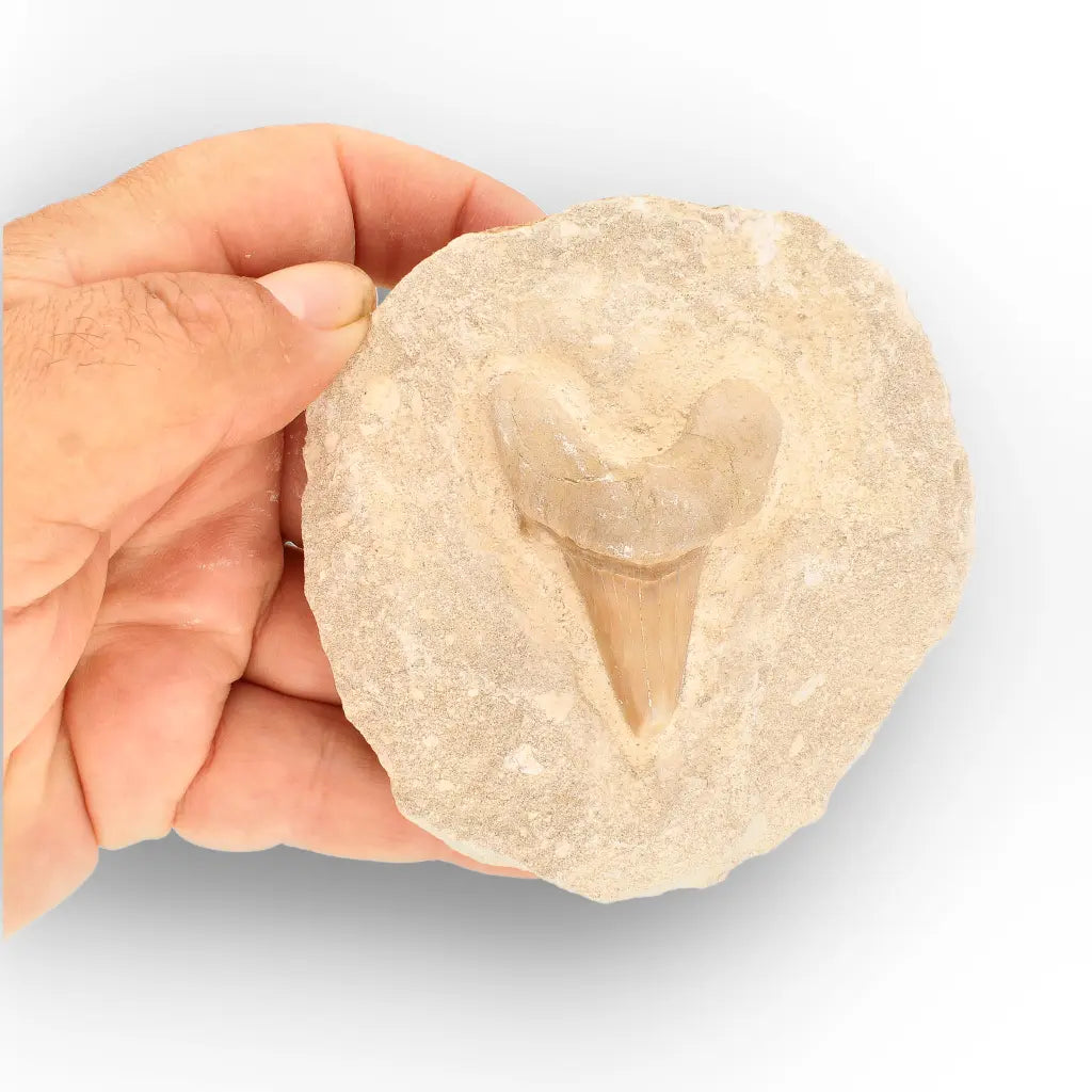 Get your Collector’s Otodus Obliquus Shark Tooth Fossil on Matrix – Morocco online now or in store at Forever Gems in Franschhoek, South Africa