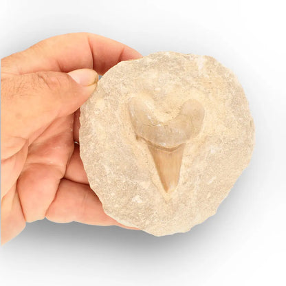 Get your Collector’s Otodus Obliquus Shark Tooth Fossil on Matrix – Morocco online now or in store at Forever Gems in Franschhoek, South Africa