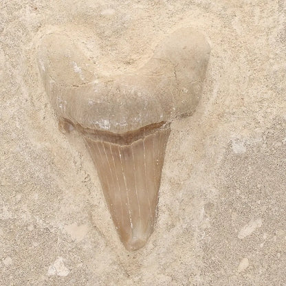 Get your Collector’s Otodus Obliquus Shark Tooth Fossil on Matrix – Morocco online now or in store at Forever Gems in Franschhoek, South Africa