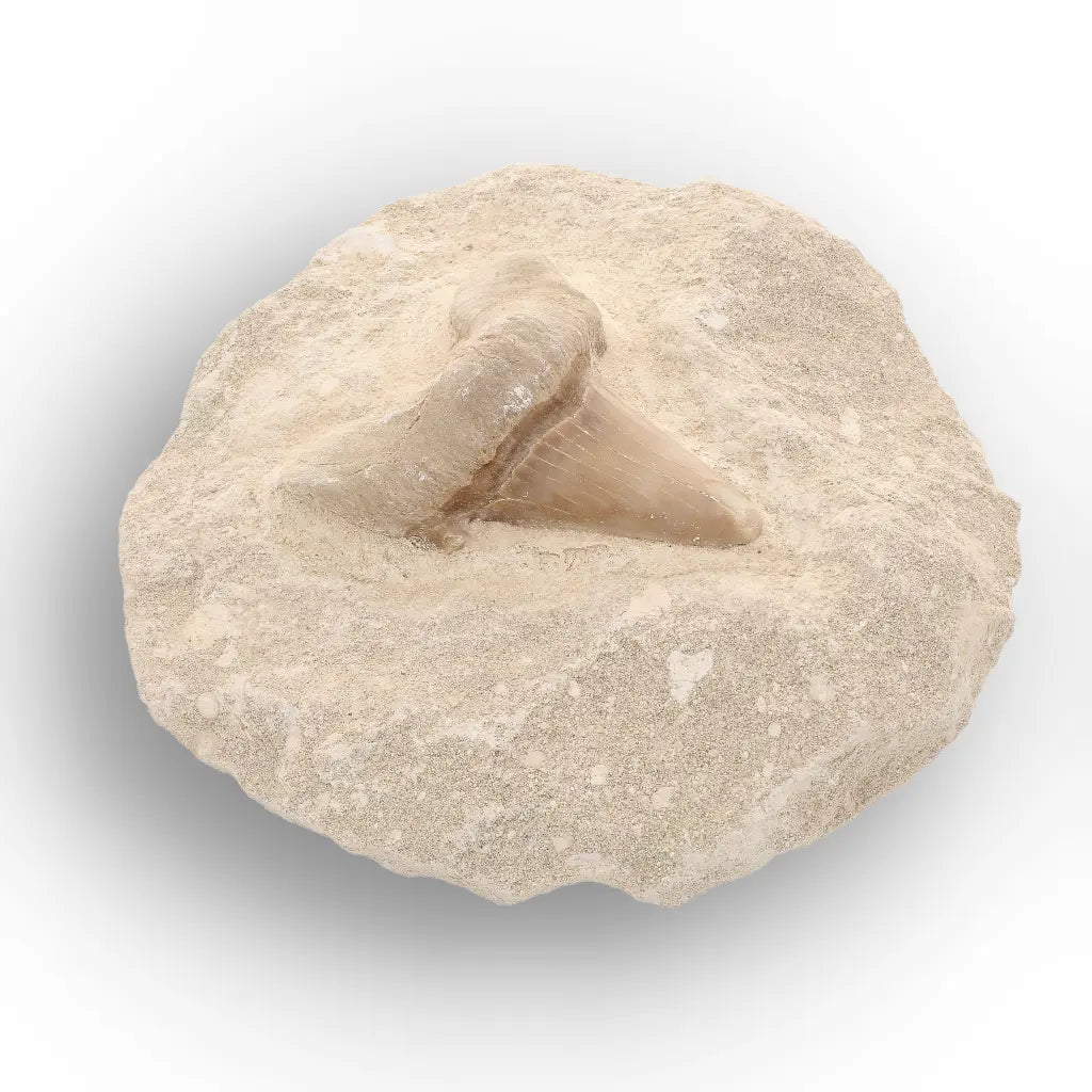 Get your Collector’s Otodus Obliquus Shark Tooth Fossil on Matrix – Morocco online now or in store at Forever Gems in Franschhoek, South Africa