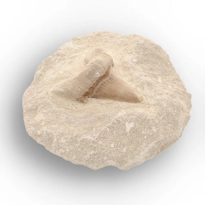 Get your Collector’s Otodus Obliquus Shark Tooth Fossil on Matrix – Morocco online now or in store at Forever Gems in Franschhoek, South Africa