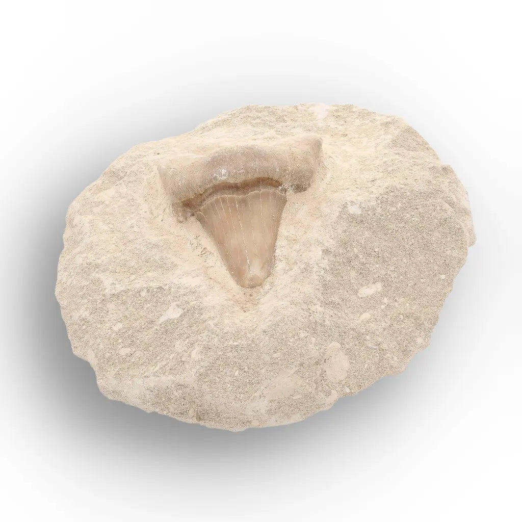 Get your Collector’s Otodus Obliquus Shark Tooth Fossil on Matrix – Morocco online now or in store at Forever Gems in Franschhoek, South Africa