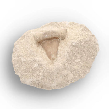 Get your Collector’s Otodus Obliquus Shark Tooth Fossil on Matrix – Morocco online now or in store at Forever Gems in Franschhoek, South Africa