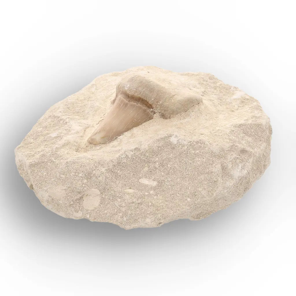 Get your Collector’s Otodus Obliquus Shark Tooth Fossil on Matrix – Morocco online now or in store at Forever Gems in Franschhoek, South Africa