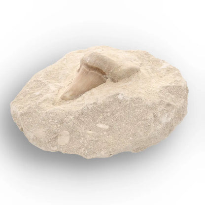 Get your Collector’s Otodus Obliquus Shark Tooth Fossil on Matrix – Morocco online now or in store at Forever Gems in Franschhoek, South Africa