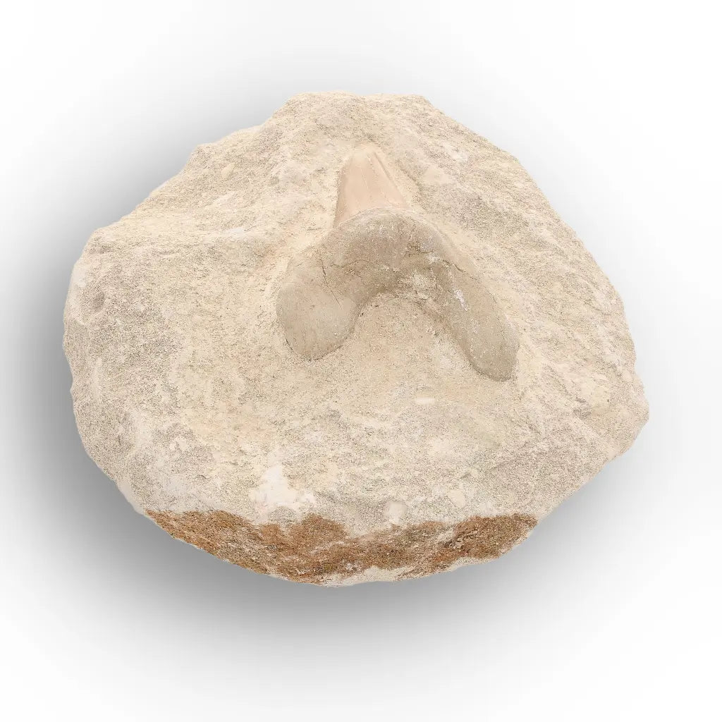 Get your Collector’s Otodus Obliquus Shark Tooth Fossil on Matrix – Morocco online now or in store at Forever Gems in Franschhoek, South Africa