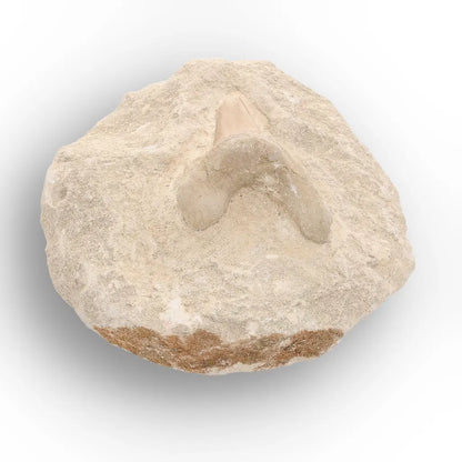 Get your Collector’s Otodus Obliquus Shark Tooth Fossil on Matrix – Morocco online now or in store at Forever Gems in Franschhoek, South Africa