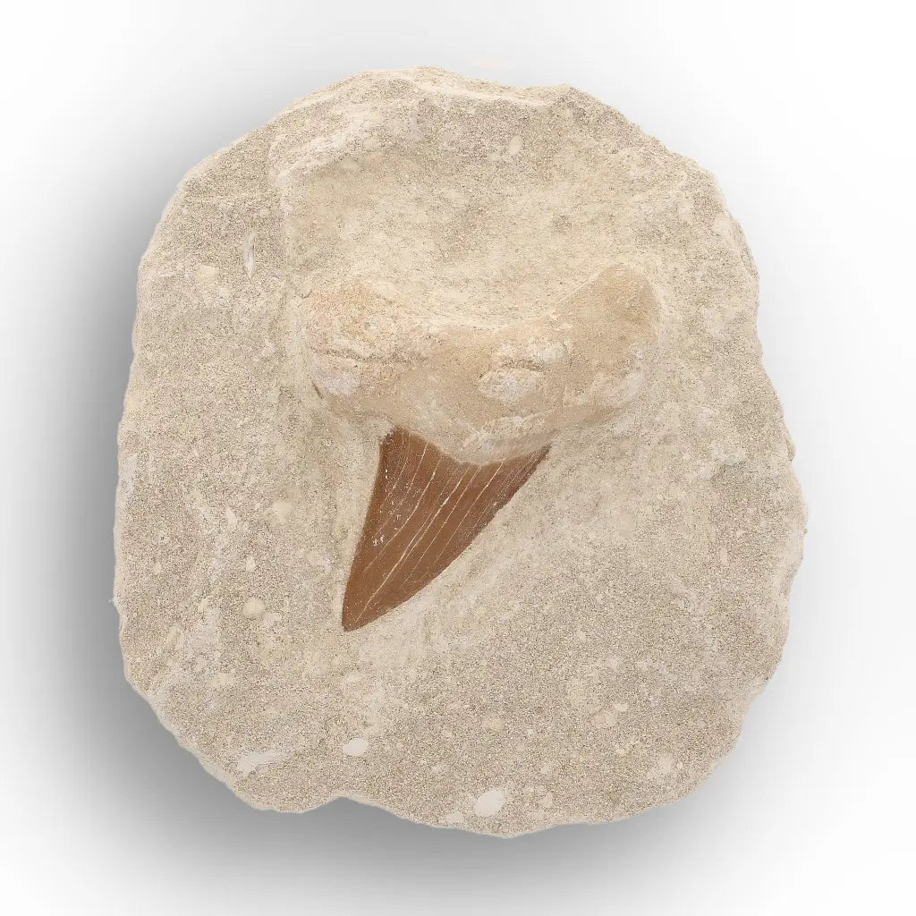 Get your Ancient Otodus Obliquus Shark Tooth in Matrix – Moroccan Fossil online now or in store at Forever Gems in Franschhoek, South Africa