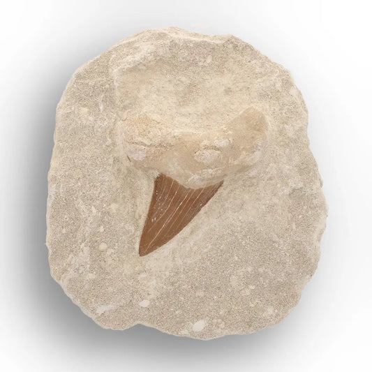 Get your Ancient Otodus Obliquus Shark Tooth in Matrix – Moroccan Fossil online now or in store at Forever Gems in Franschhoek, South Africa