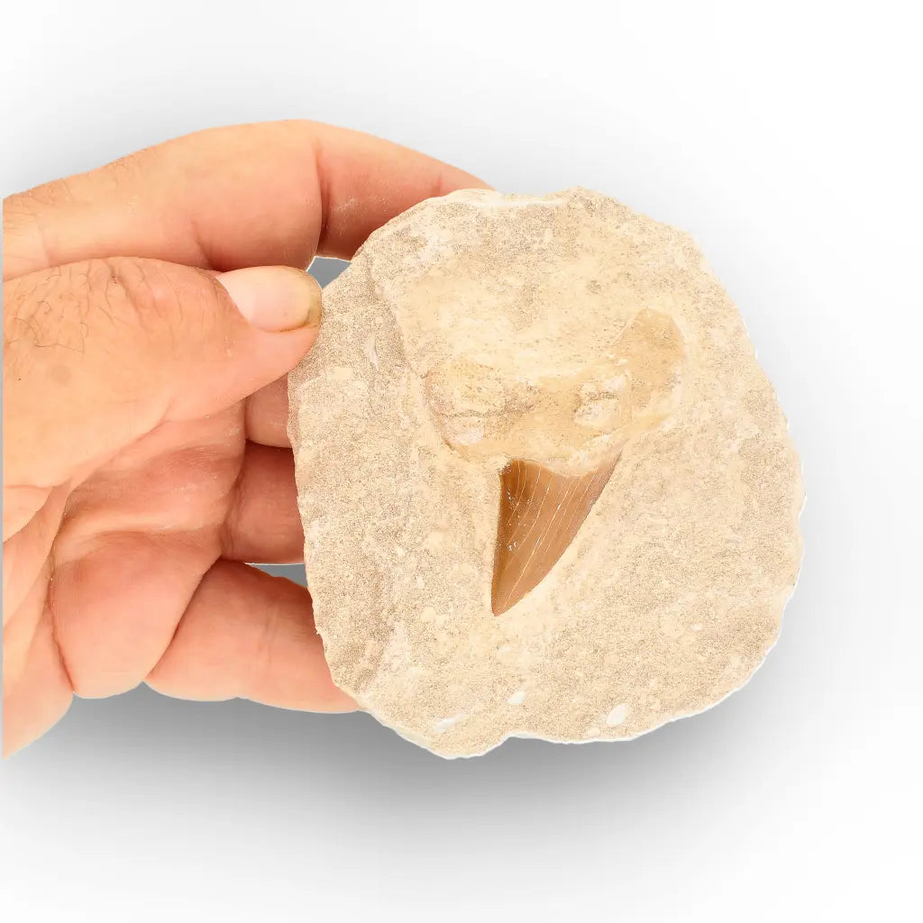 Get your Ancient Otodus Obliquus Shark Tooth in Matrix – Moroccan Fossil online now or in store at Forever Gems in Franschhoek, South Africa