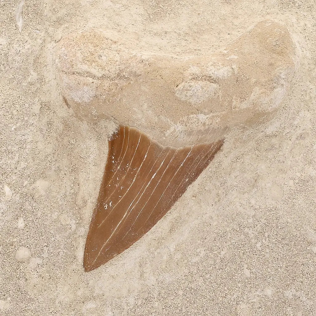 Get your Ancient Otodus Obliquus Shark Tooth in Matrix – Moroccan Fossil online now or in store at Forever Gems in Franschhoek, South Africa