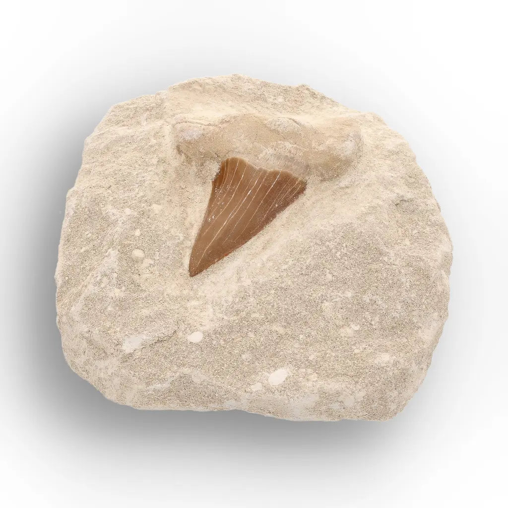Get your Ancient Otodus Obliquus Shark Tooth in Matrix – Moroccan Fossil online now or in store at Forever Gems in Franschhoek, South Africa