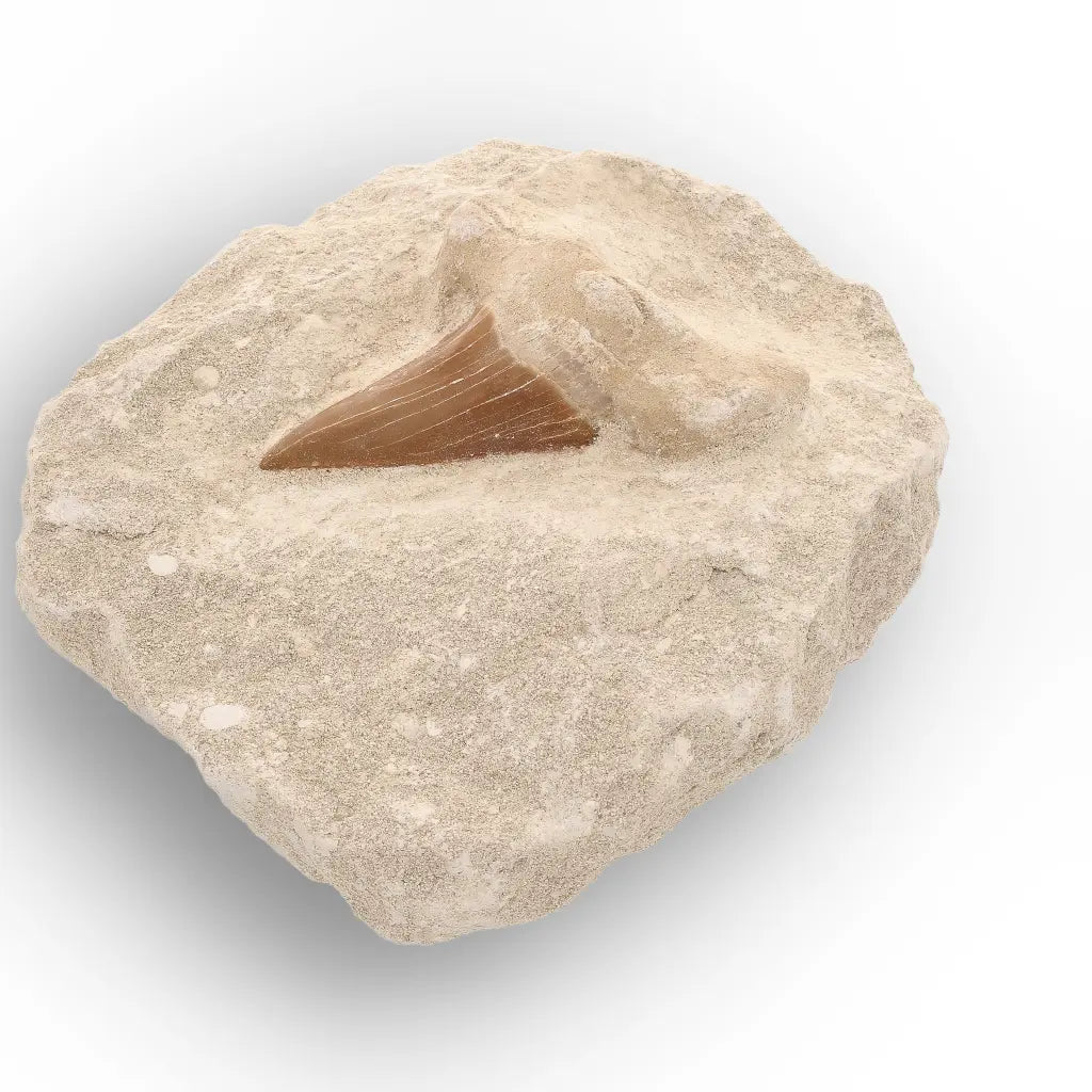 Get your Ancient Otodus Obliquus Shark Tooth in Matrix – Moroccan Fossil online now or in store at Forever Gems in Franschhoek, South Africa