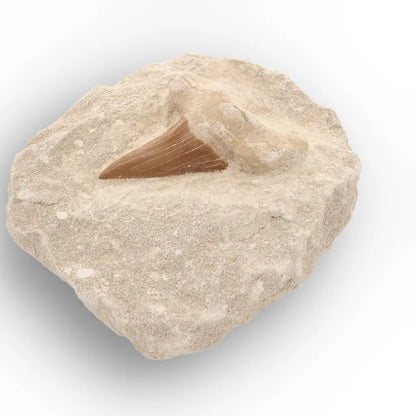 Get your Ancient Otodus Obliquus Shark Tooth in Matrix – Moroccan Fossil online now or in store at Forever Gems in Franschhoek, South Africa