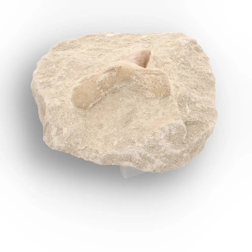 Get your Ancient Otodus Obliquus Shark Tooth in Matrix – Moroccan Fossil online now or in store at Forever Gems in Franschhoek, South Africa