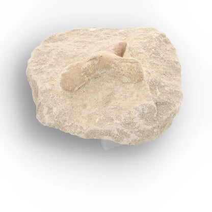 Get your Ancient Otodus Obliquus Shark Tooth in Matrix – Moroccan Fossil online now or in store at Forever Gems in Franschhoek, South Africa