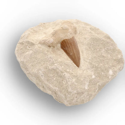 Get your Ancient Otodus Obliquus Shark Tooth in Matrix – Moroccan Fossil online now or in store at Forever Gems in Franschhoek, South Africa