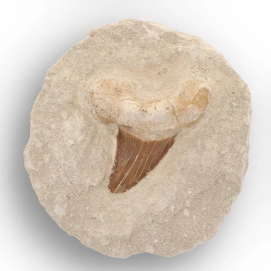 Get your Genuine Otodus Obliquus Shark Tooth on Matrix – Oulad Abdoun Basin online now or in store at Forever Gems in Franschhoek, South Africa