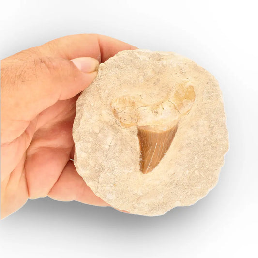 Get your Genuine Otodus Obliquus Shark Tooth on Matrix – Oulad Abdoun Basin online now or in store at Forever Gems in Franschhoek, South Africa