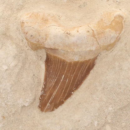 Get your Genuine Otodus Obliquus Shark Tooth on Matrix – Oulad Abdoun Basin online now or in store at Forever Gems in Franschhoek, South Africa