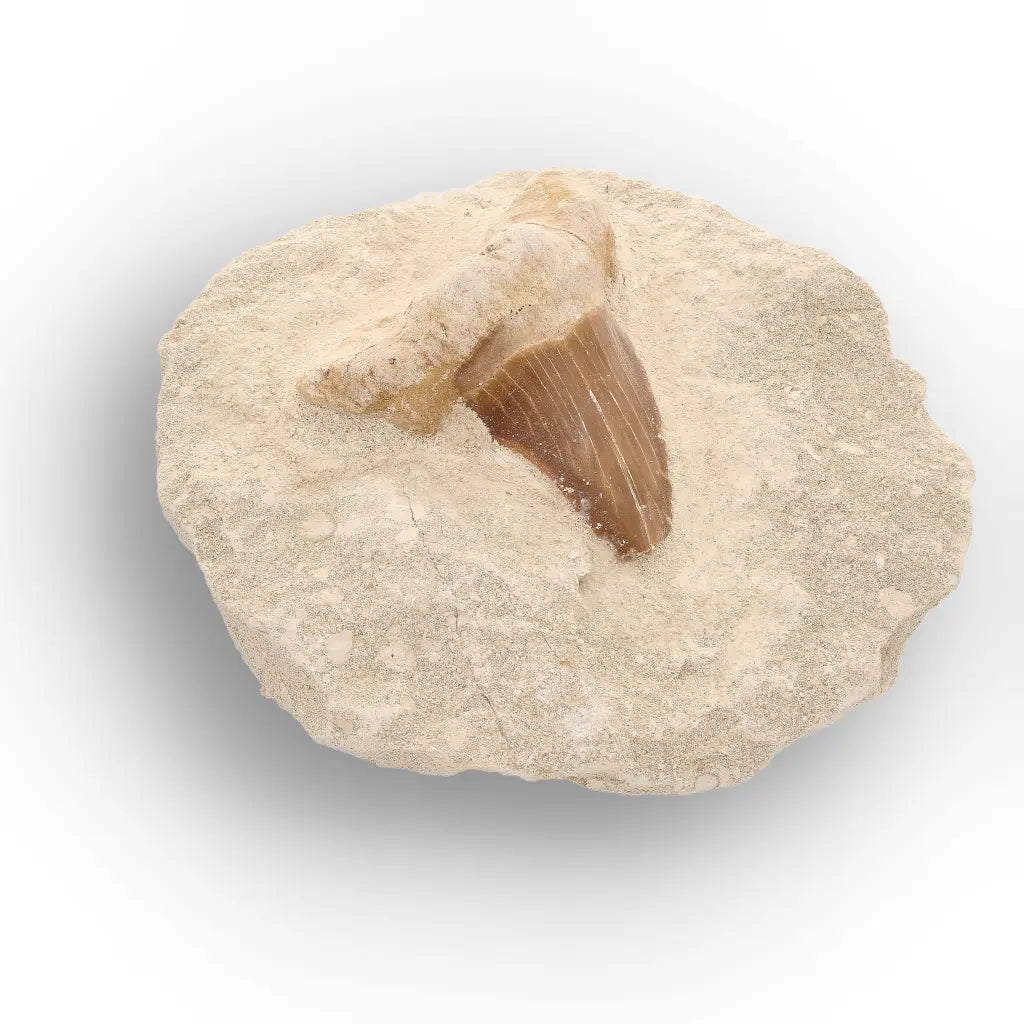 Get your Genuine Otodus Obliquus Shark Tooth on Matrix – Oulad Abdoun Basin online now or in store at Forever Gems in Franschhoek, South Africa