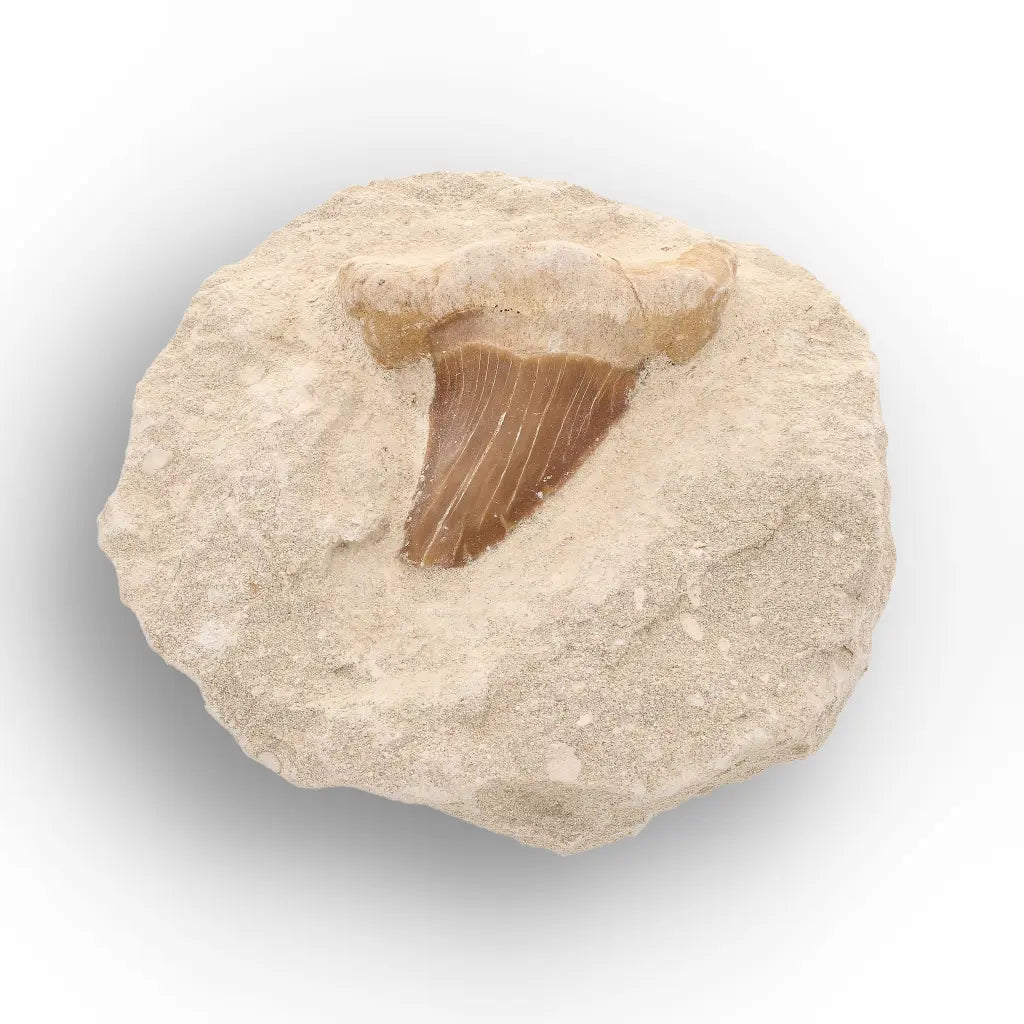 Get your Genuine Otodus Obliquus Shark Tooth on Matrix – Oulad Abdoun Basin online now or in store at Forever Gems in Franschhoek, South Africa