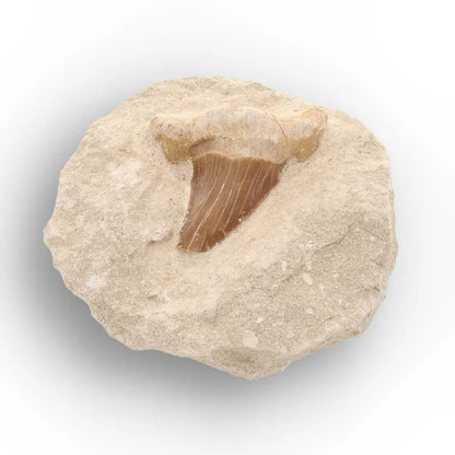Get your Genuine Otodus Obliquus Shark Tooth on Matrix – Oulad Abdoun Basin online now or in store at Forever Gems in Franschhoek, South Africa