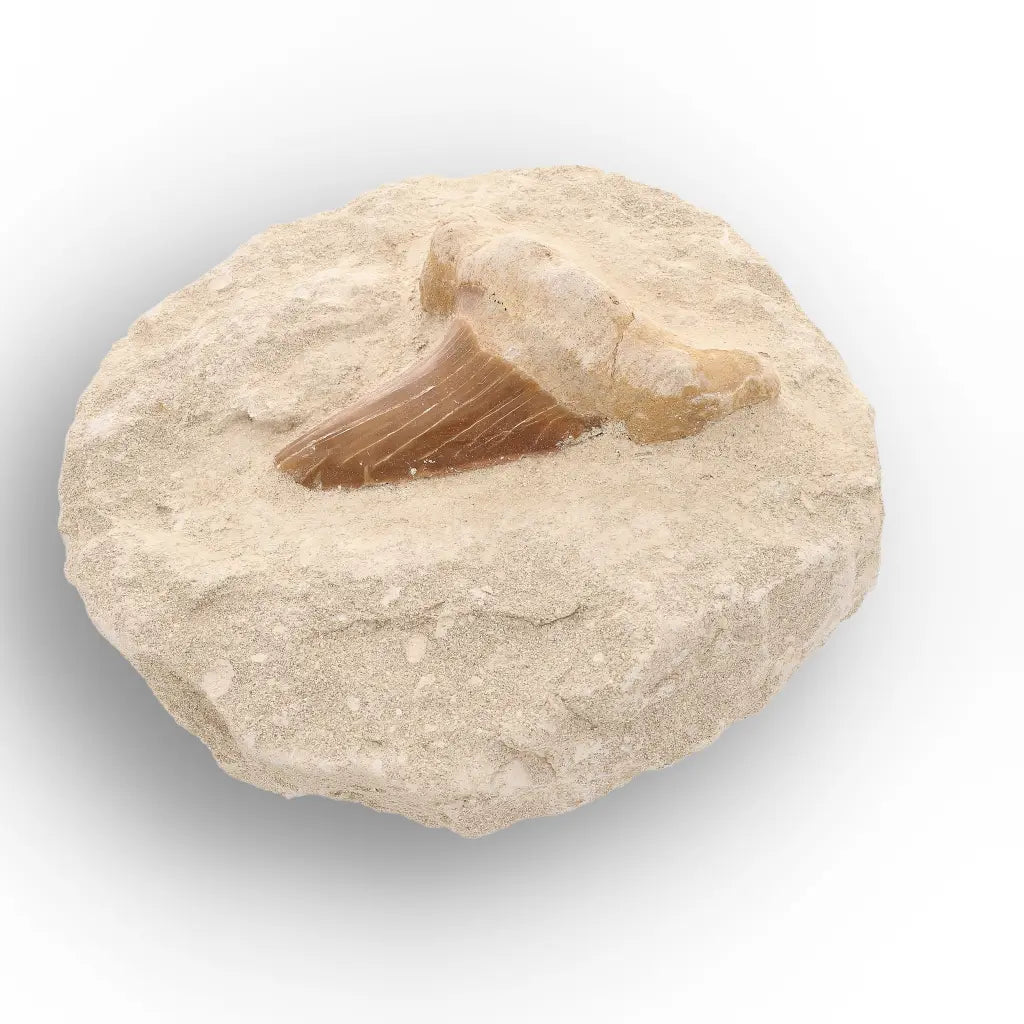Get your Genuine Otodus Obliquus Shark Tooth on Matrix – Oulad Abdoun Basin online now or in store at Forever Gems in Franschhoek, South Africa