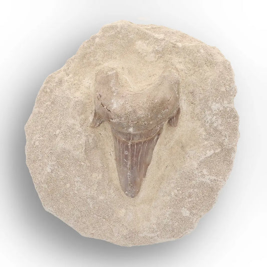 Get your Museum-Quality Otodus Obliquus Shark Tooth Fossil on Natural Matrix online now or in store at Forever Gems in Franschhoek, South Africa