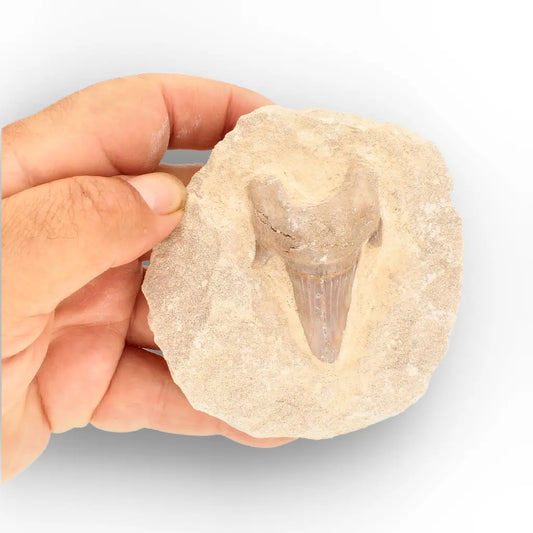 Get your Museum-Quality Otodus Obliquus Shark Tooth Fossil on Natural Matrix online now or in store at Forever Gems in Franschhoek, South Africa