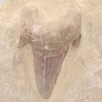 Get your Museum-Quality Otodus Obliquus Shark Tooth Fossil on Natural Matrix online now or in store at Forever Gems in Franschhoek, South Africa