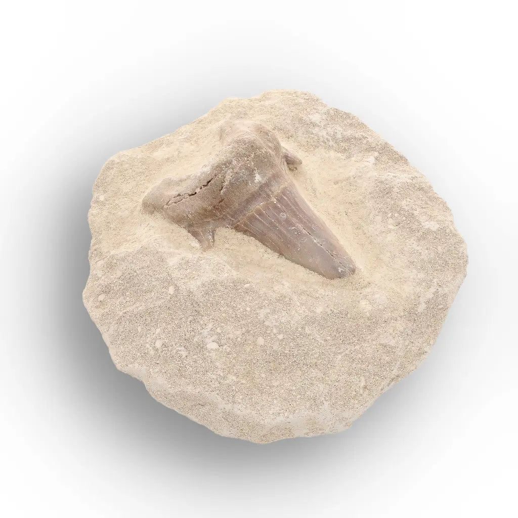 Get your Museum-Quality Otodus Obliquus Shark Tooth Fossil on Natural Matrix online now or in store at Forever Gems in Franschhoek, South Africa