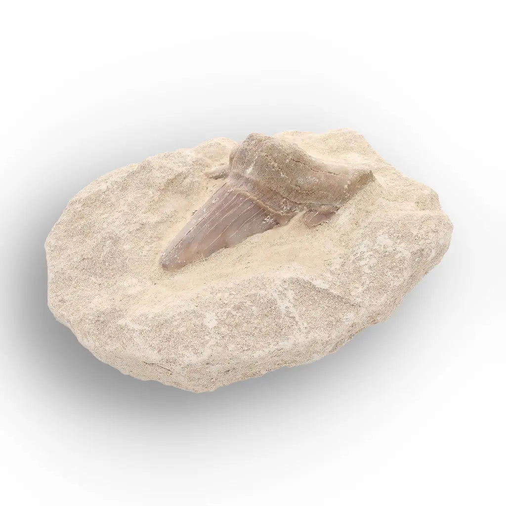 Get your Museum-Quality Otodus Obliquus Shark Tooth Fossil on Natural Matrix online now or in store at Forever Gems in Franschhoek, South Africa