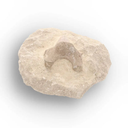 Get your Museum-Quality Otodus Obliquus Shark Tooth Fossil on Natural Matrix online now or in store at Forever Gems in Franschhoek, South Africa