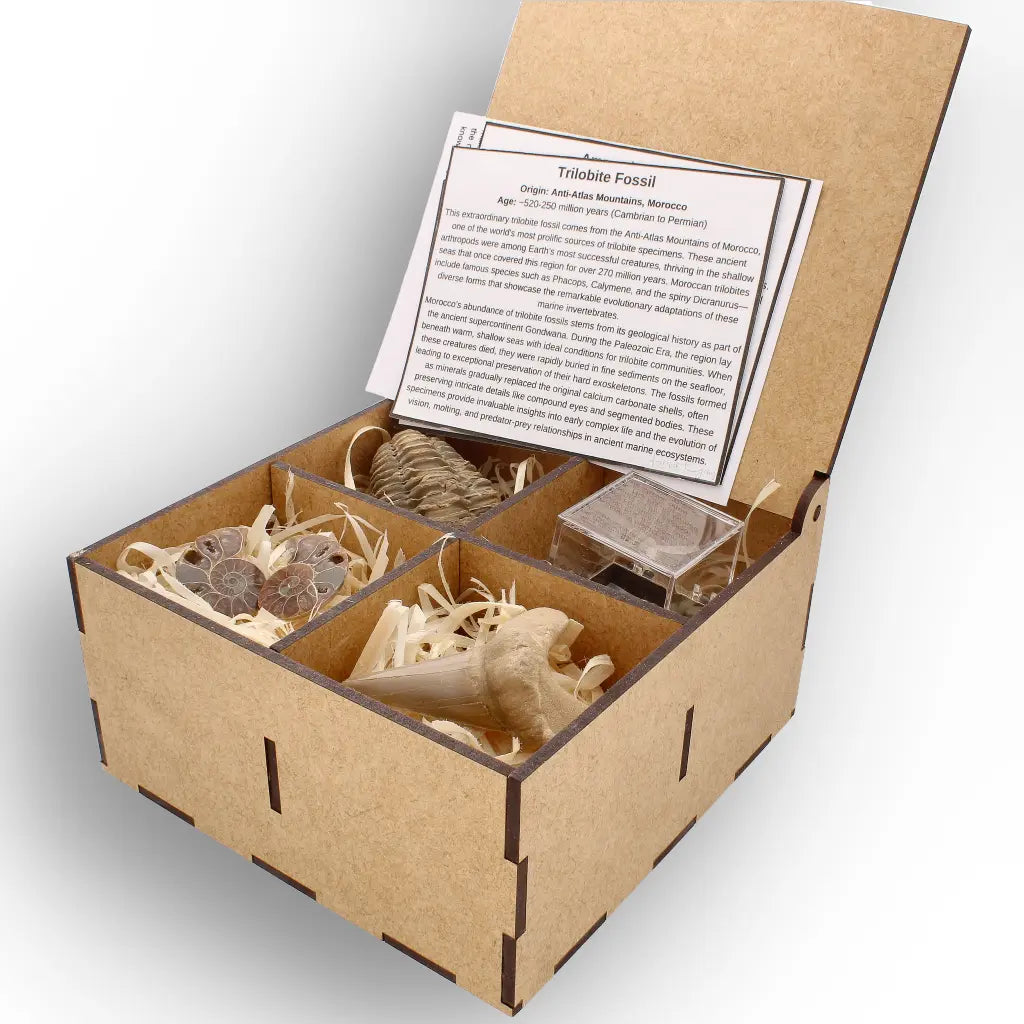 Get your From Ancient Seas to Falling Stars – A Fossil & Meteorite Treasure Chest online now or in store at Forever Gems in Franschhoek, South Africa