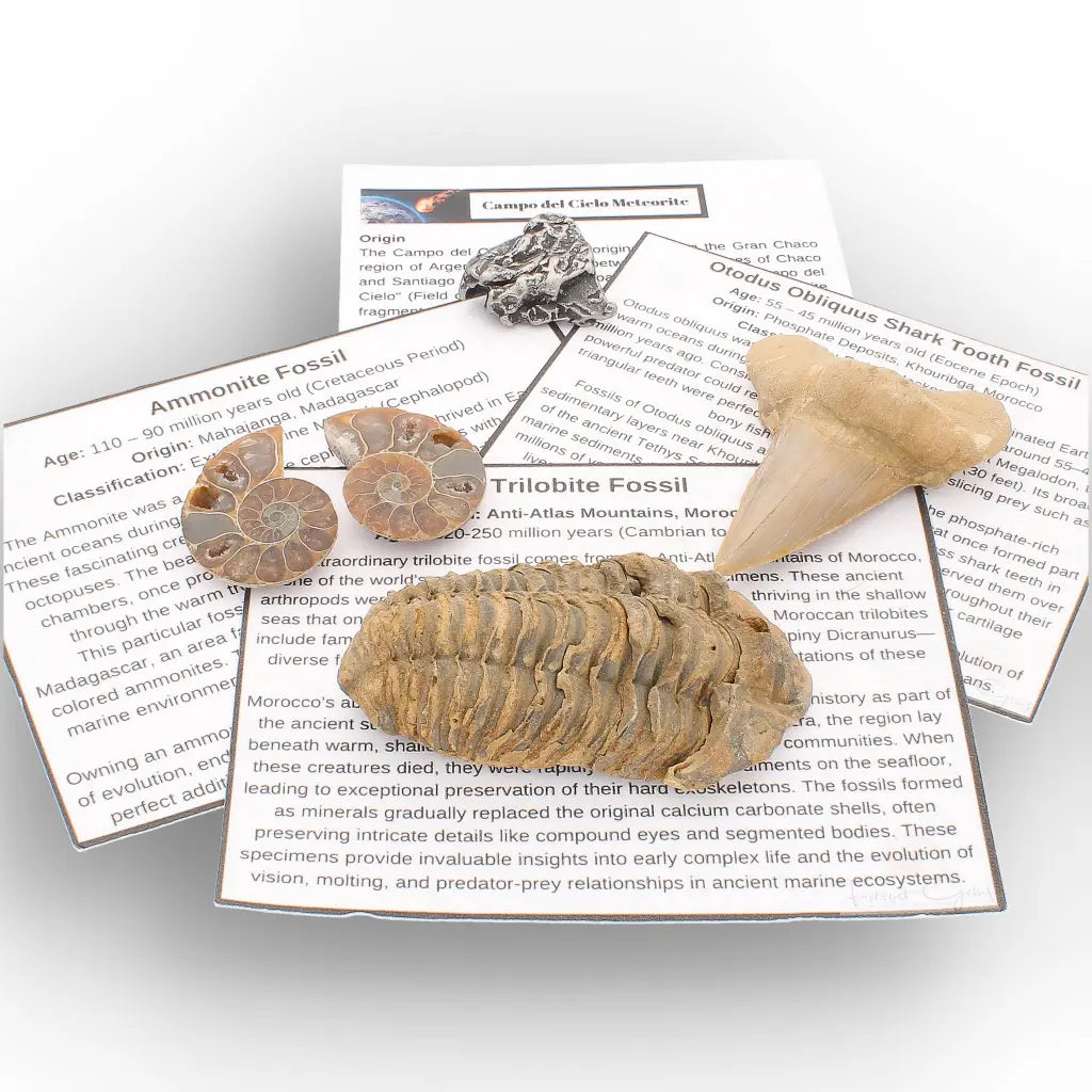 Get your From Ancient Seas to Falling Stars – A Fossil & Meteorite Treasure Chest online now or in store at Forever Gems in Franschhoek, South Africa