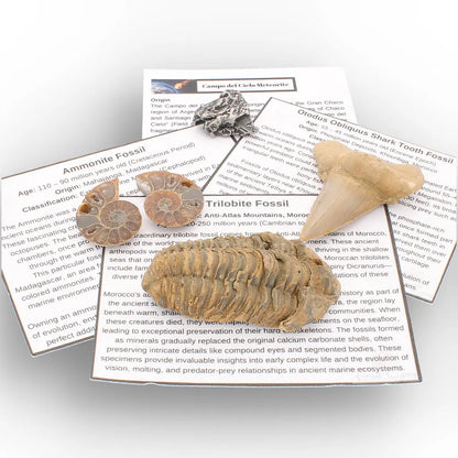 Get your From Ancient Seas to Falling Stars – A Fossil & Meteorite Treasure Chest online now or in store at Forever Gems in Franschhoek, South Africa