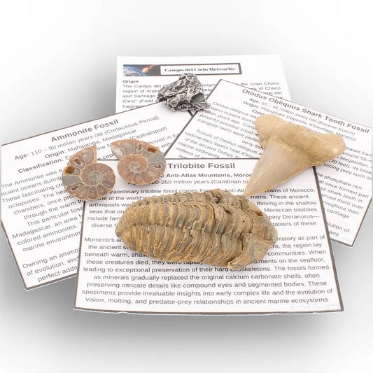 Get your From Ancient Seas to Falling Stars – A Fossil & Meteorite Treasure Chest online now or in store at Forever Gems in Franschhoek, South Africa