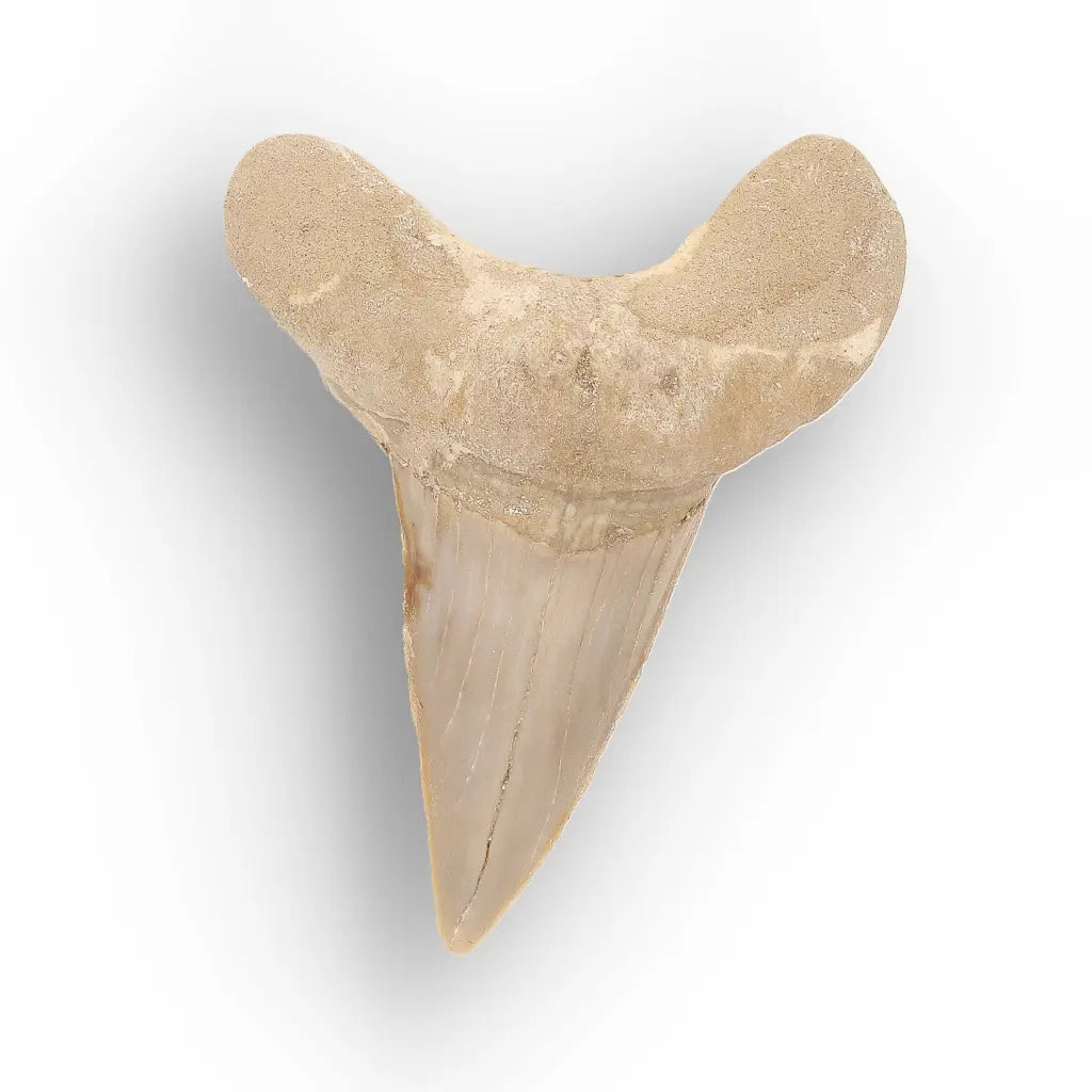 Get your From Ancient Seas to Falling Stars – A Fossil & Meteorite Treasure Chest online now or in store at Forever Gems in Franschhoek, South Africa
