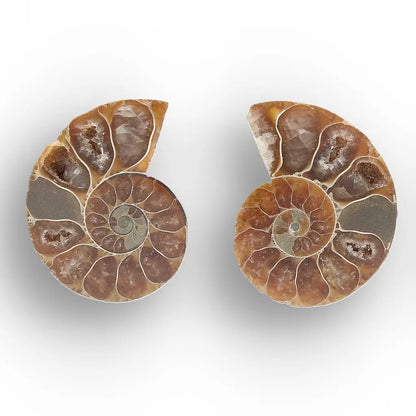 Get your From Ancient Seas to Falling Stars – A Fossil & Meteorite Treasure Chest online now or in store at Forever Gems in Franschhoek, South Africa