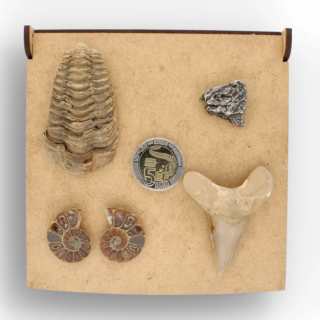 Get your From Ancient Seas to Falling Stars – A Fossil & Meteorite Treasure Chest online now or in store at Forever Gems in Franschhoek, South Africa