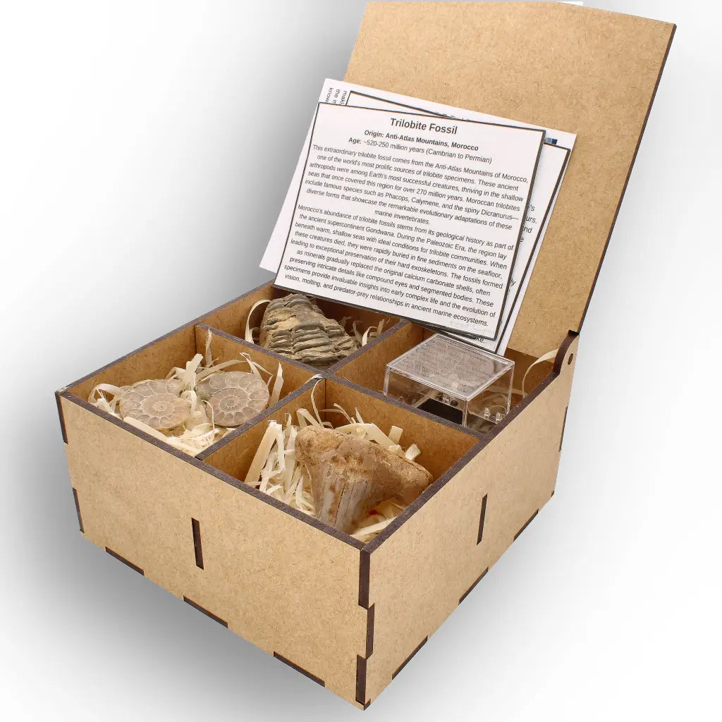 Get your From Ancient Seas to Falling Stars – A Fossil & Meteorite Treasure Chest online now or in store at Forever Gems in Franschhoek, South Africa