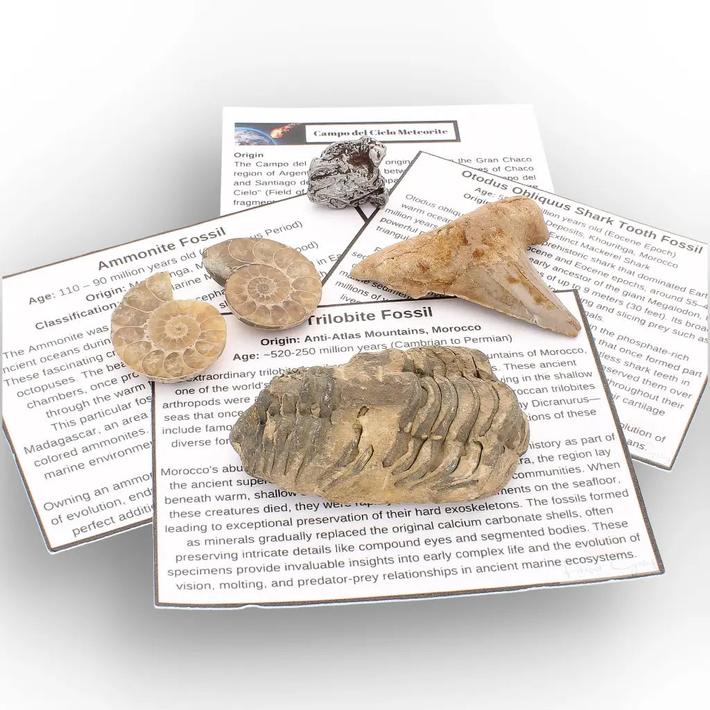 Get your From Ancient Seas to Falling Stars – A Fossil & Meteorite Treasure Chest online now or in store at Forever Gems in Franschhoek, South Africa