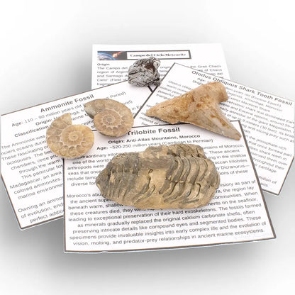 Get your From Ancient Seas to Falling Stars – A Fossil & Meteorite Treasure Chest online now or in store at Forever Gems in Franschhoek, South Africa