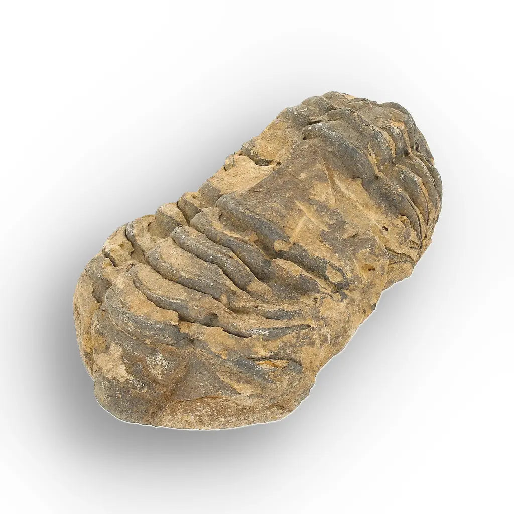 Get your From Ancient Seas to Falling Stars – A Fossil & Meteorite Treasure Chest online now or in store at Forever Gems in Franschhoek, South Africa