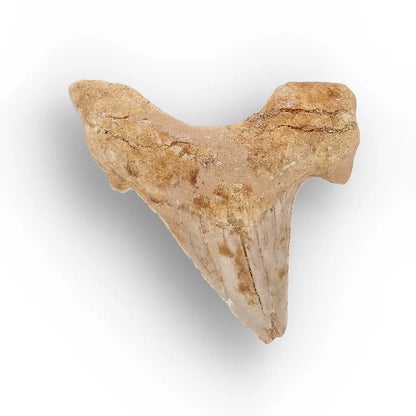 Get your From Ancient Seas to Falling Stars – A Fossil & Meteorite Treasure Chest online now or in store at Forever Gems in Franschhoek, South Africa