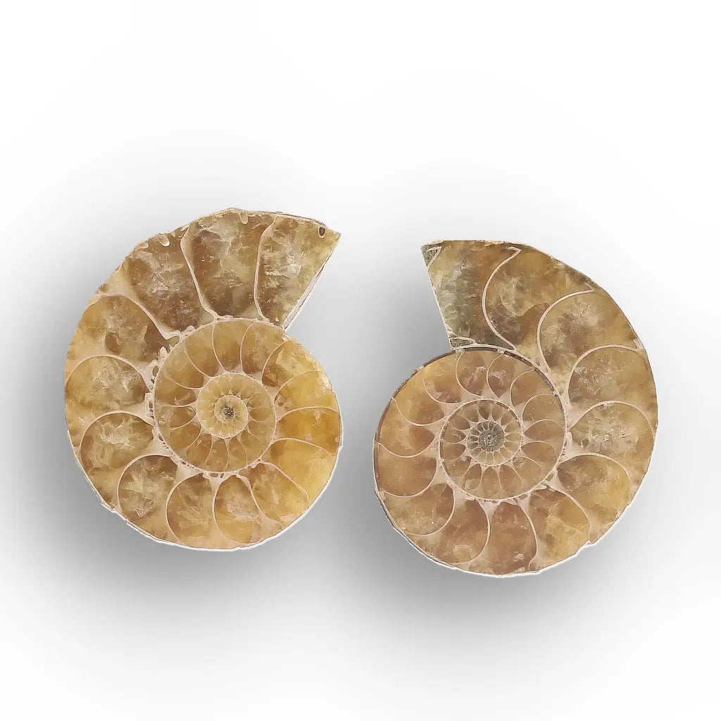 Get your From Ancient Seas to Falling Stars – A Fossil & Meteorite Treasure Chest online now or in store at Forever Gems in Franschhoek, South Africa