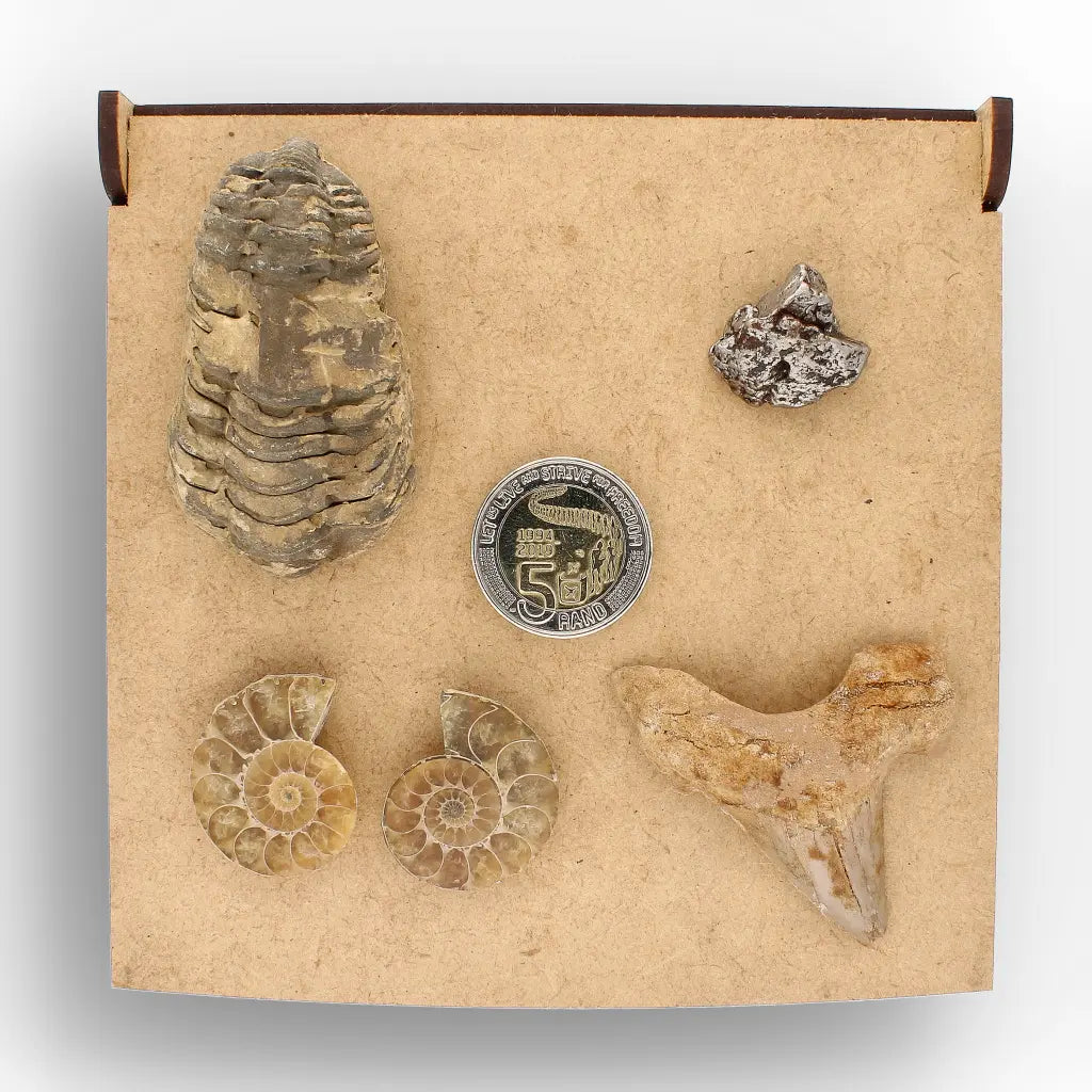 Get your From Ancient Seas to Falling Stars – A Fossil & Meteorite Treasure Chest online now or in store at Forever Gems in Franschhoek, South Africa
