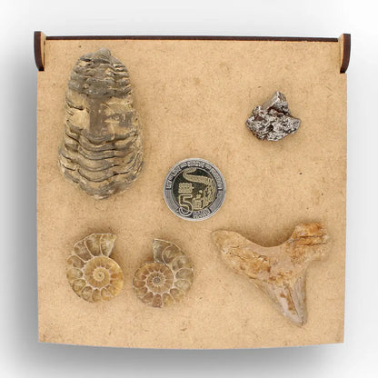 Get your From Ancient Seas to Falling Stars – A Fossil & Meteorite Treasure Chest online now or in store at Forever Gems in Franschhoek, South Africa